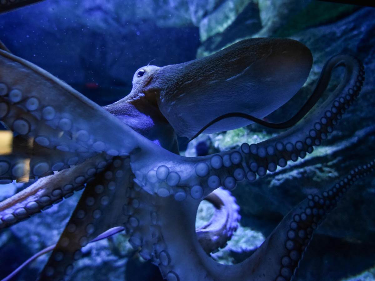  hobotnica.jpg 