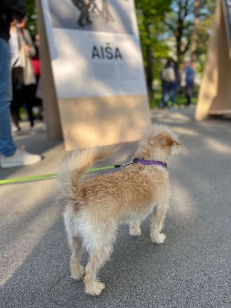  IMG_0188.jpg - Ambasada Holandije 