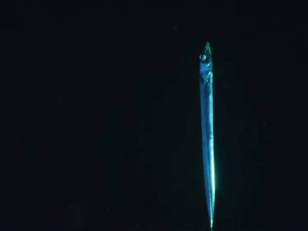 zona sumraka okeana (2).jpg   zona sumraka okeana (2).jpg