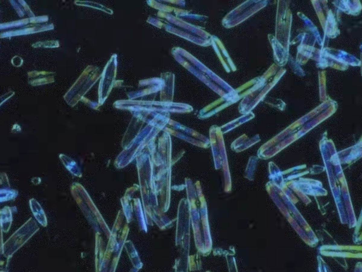 zona sumraka okeana (3).jpg   zona sumraka okeana (3).jpg