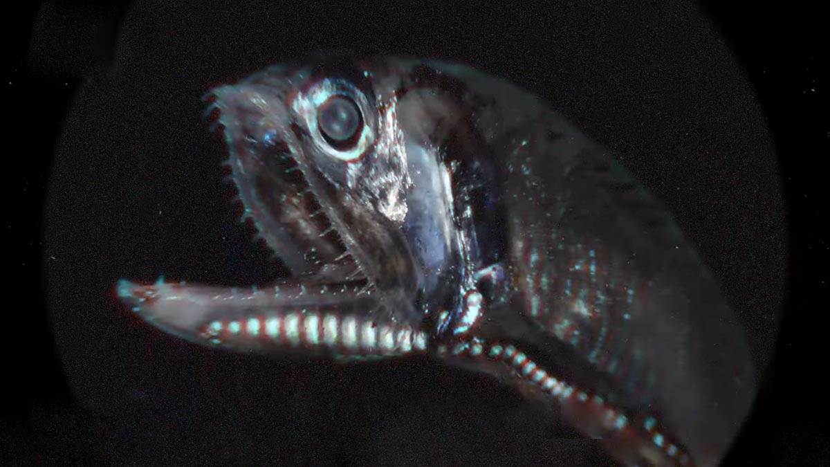 zona sumraka okeana (6).jpg   zona sumraka okeana (6).jpg