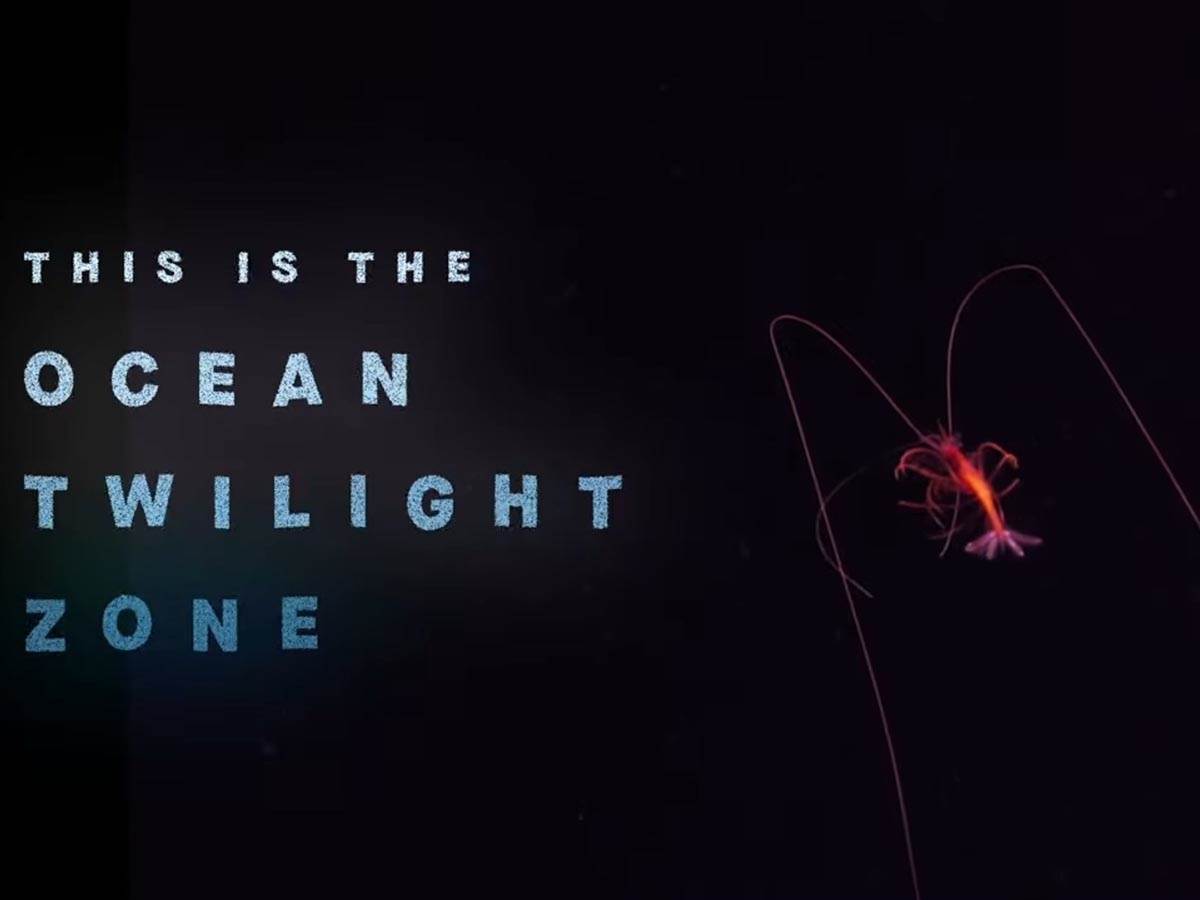 zona sumraka okeana (7).jpg   zona sumraka okeana (7).jpg