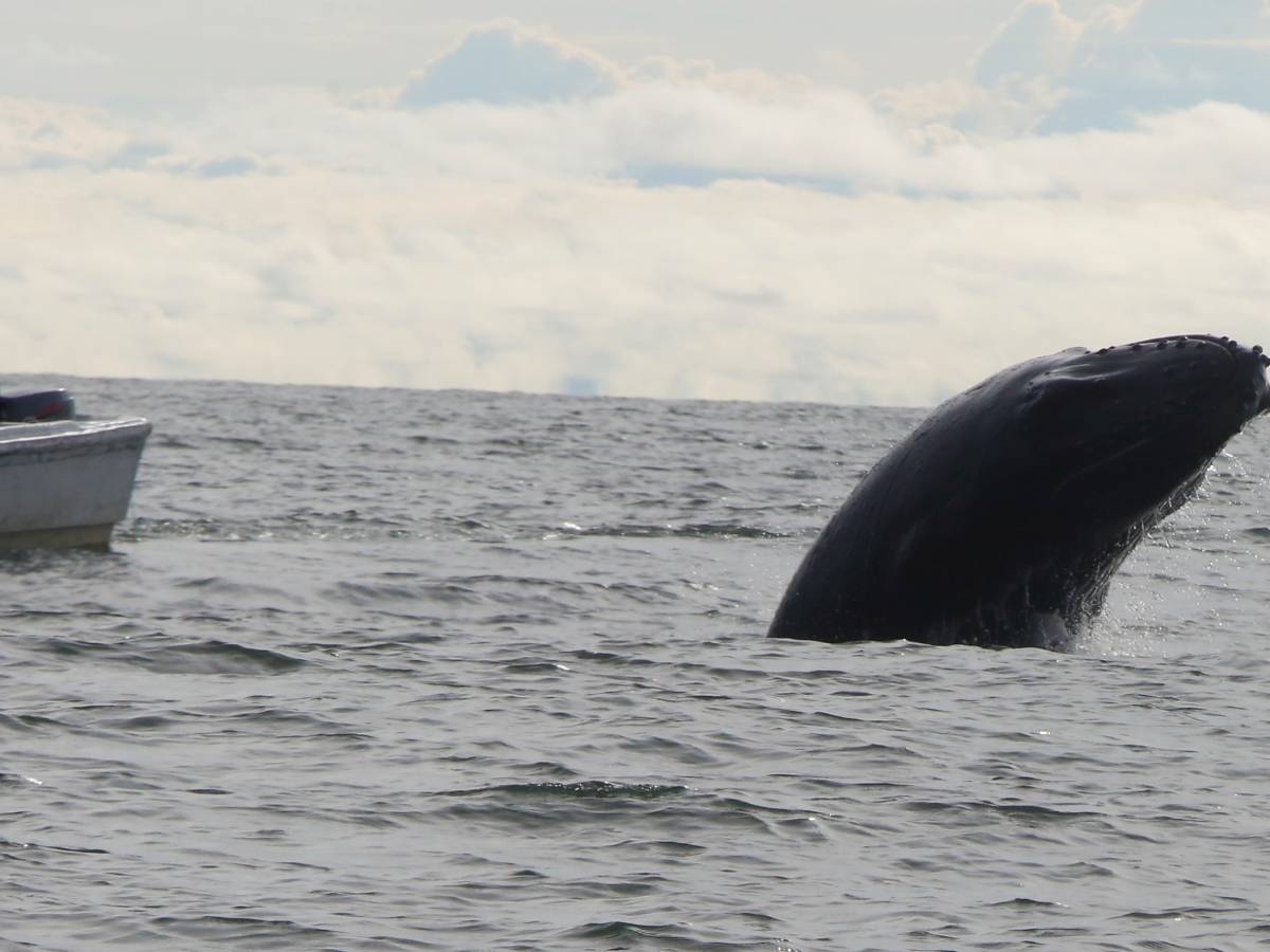 Kitovi.jpg   Kitovi.jpg