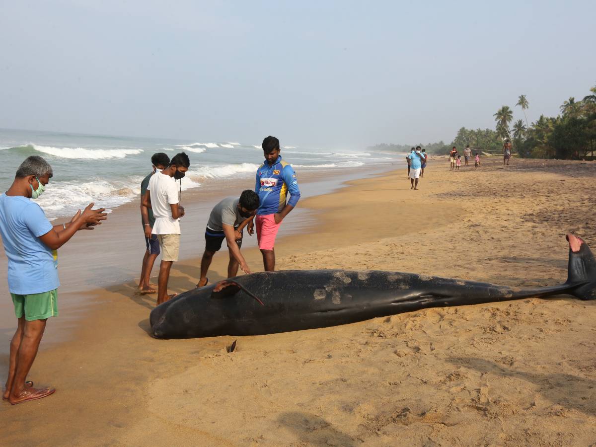 Kitovi 1.jpg   Kitovi 1.jpg