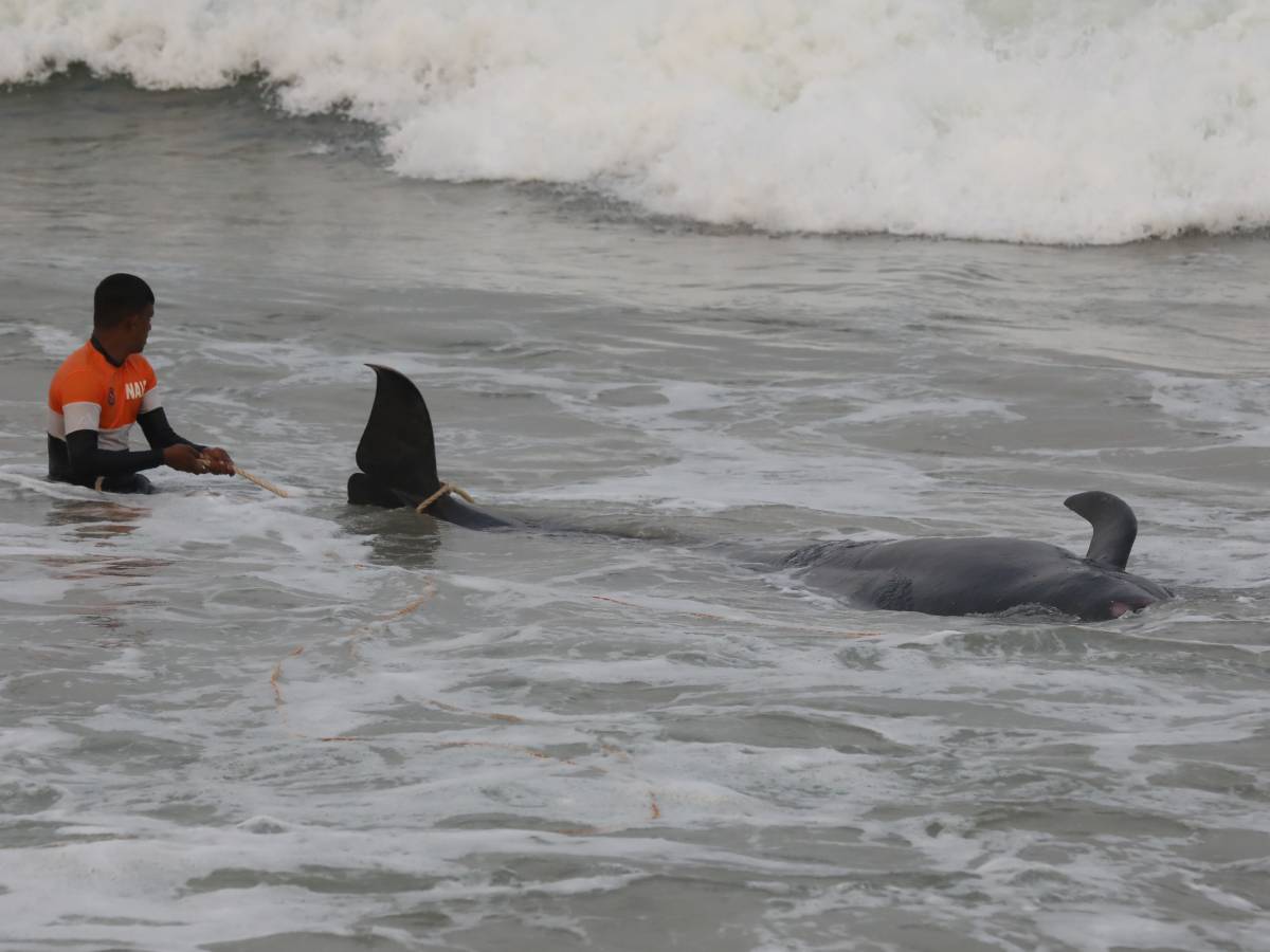 Kitovi 2.jpg   Kitovi 2.jpg