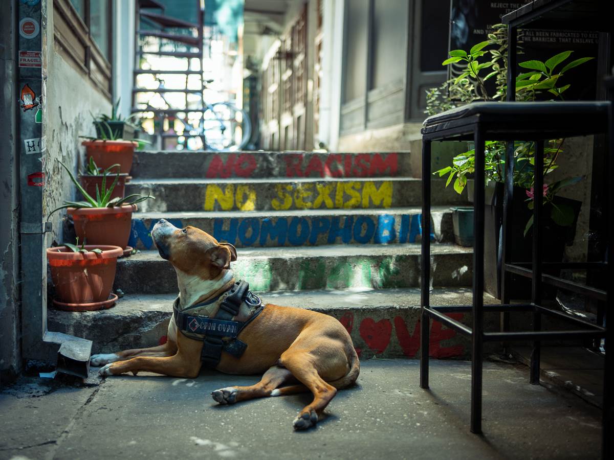  Bojan Sovljanski - Crni Ovan (1 of 10).jpg - MONDO/Uroš Arsić 