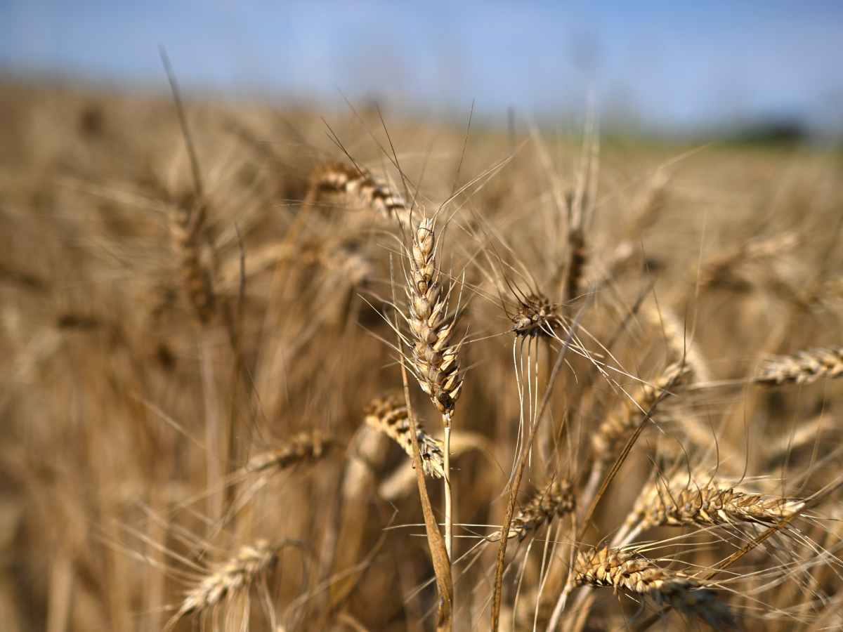  Pšenica, poljoprivreda 