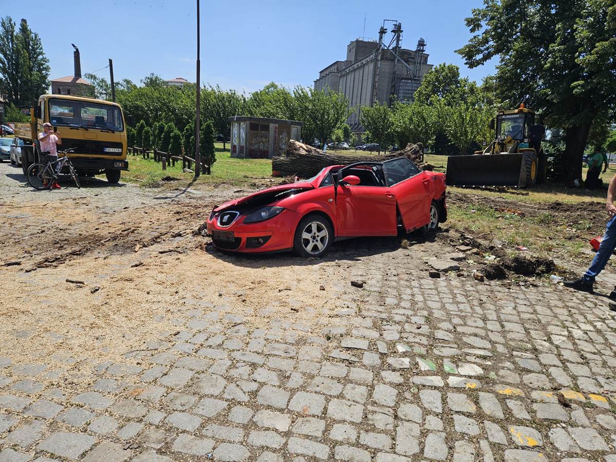  Drvo palo na automobil u Pančevu (2).jpg - Mondo 