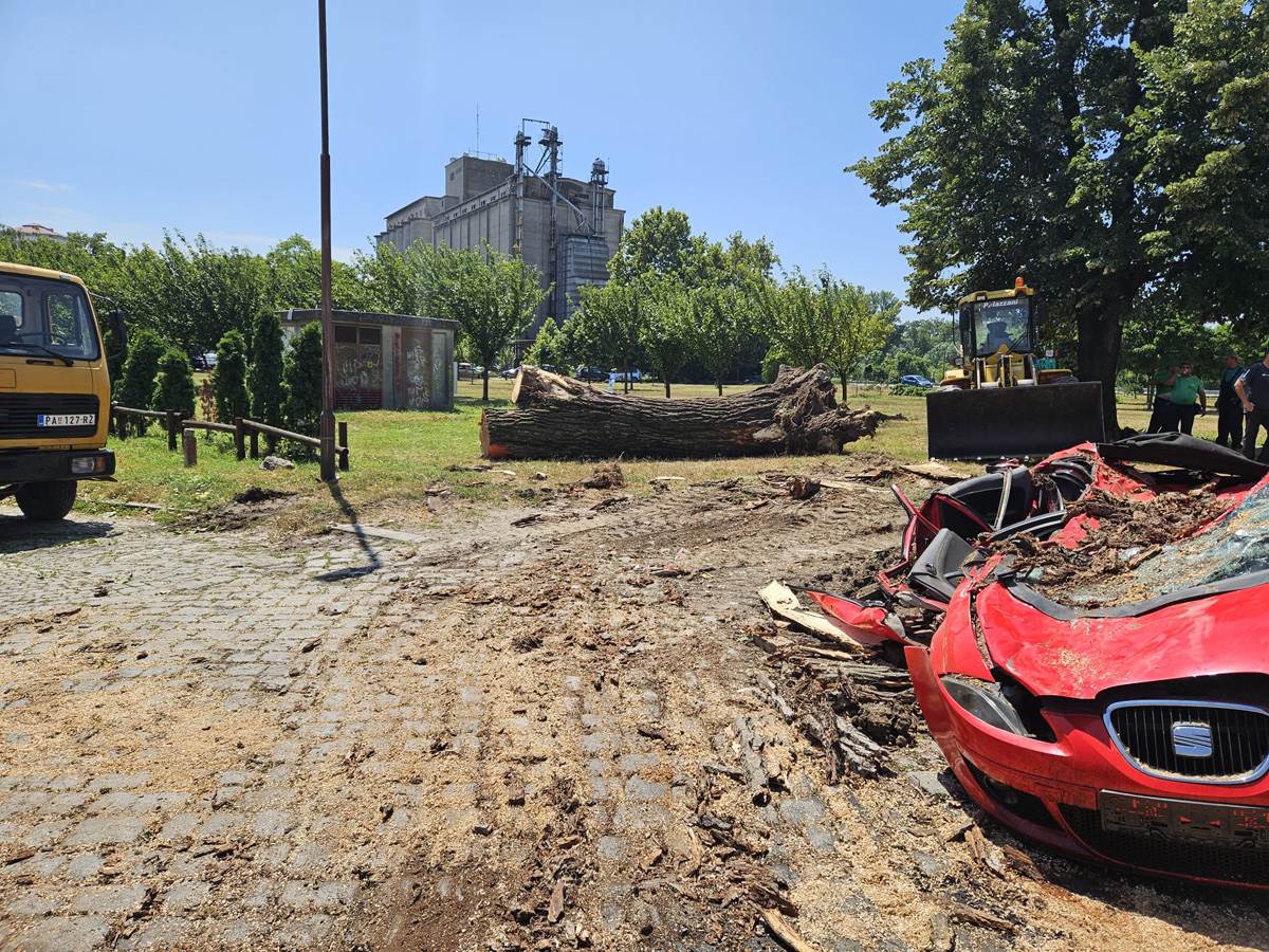  Drvo palo na automobil u Pančevu (3).jpg - Mondo 