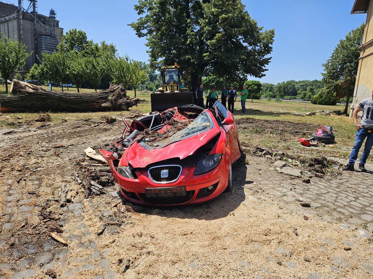 Drvo palo na automobil u Pančevu (5).jpg - Mondo 