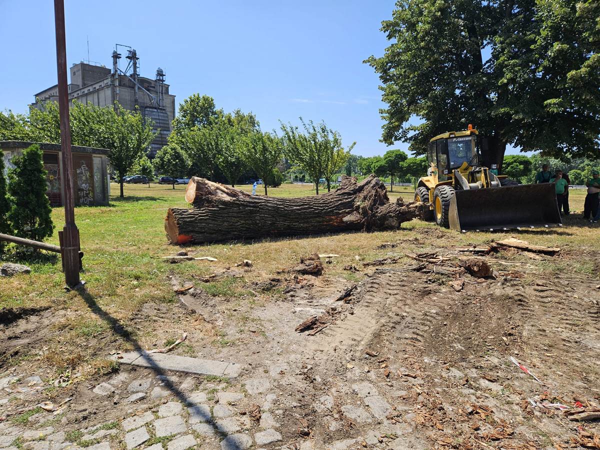  Drvo palo na automobil u Pančevu (6).jpg - Mondo 