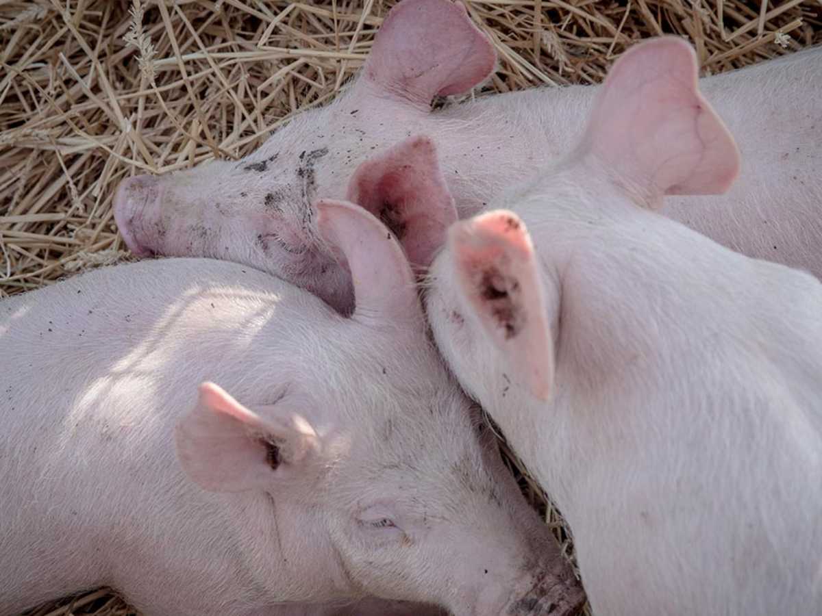 GetOriginalImageById (4) (1).jpg   GetOriginalImageById (4) (1).jpg