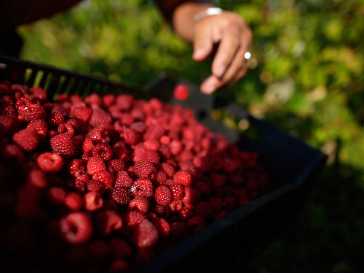 Maline.jpg Maline.jpg