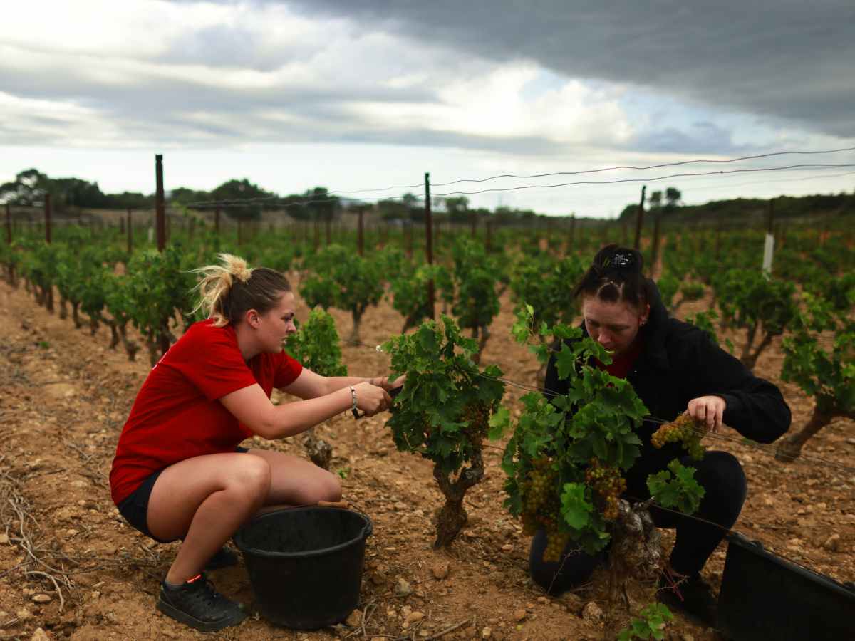  Vinograd, grožđe, Francuska 