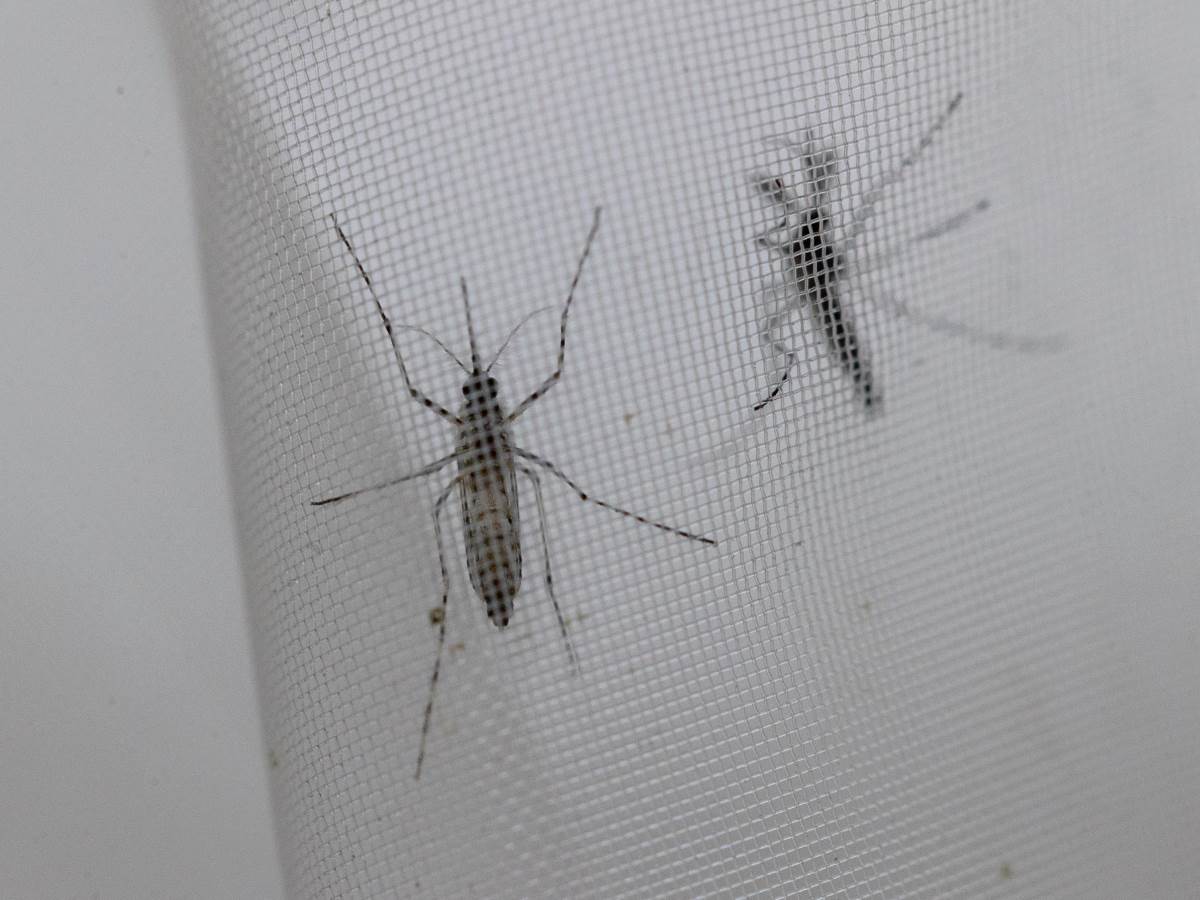  komarci 