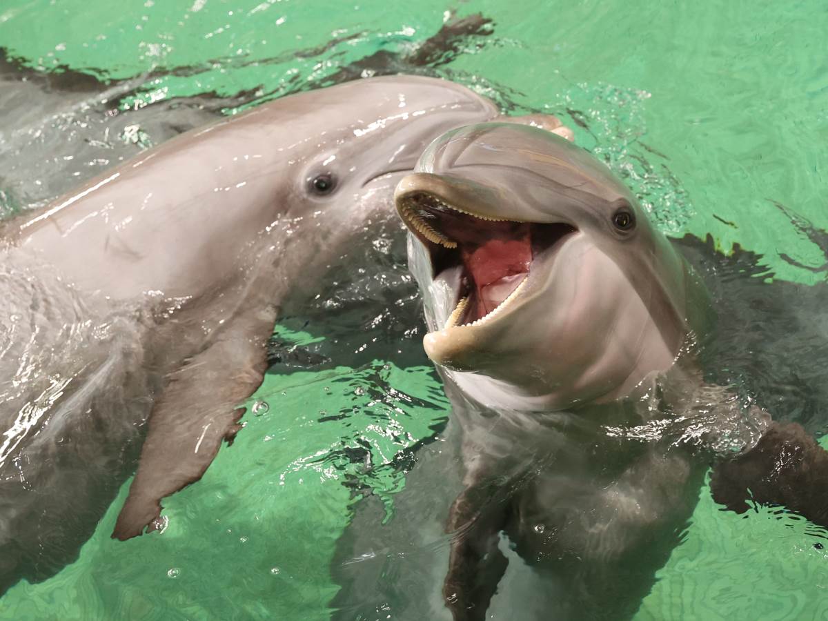 delfin delfin