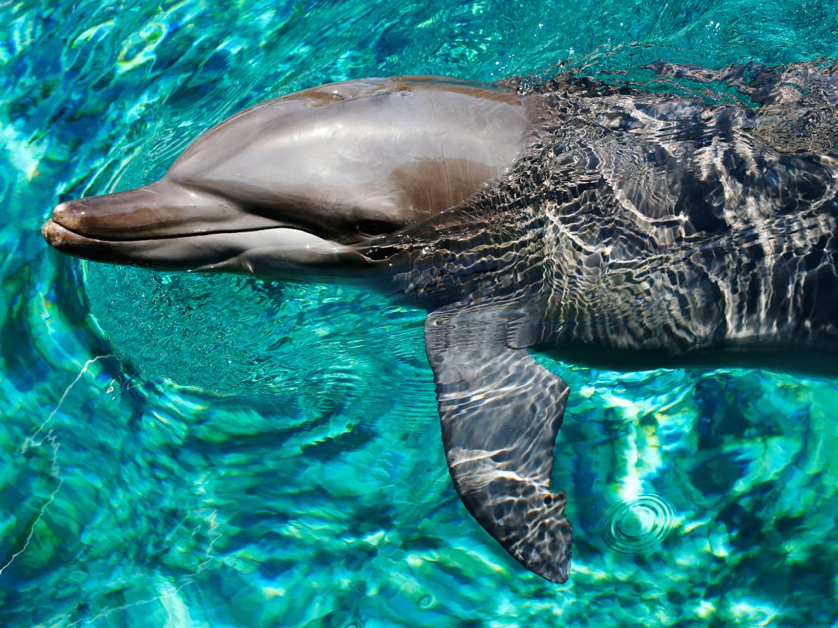 delfin 3.jpg delfin 3.jpg