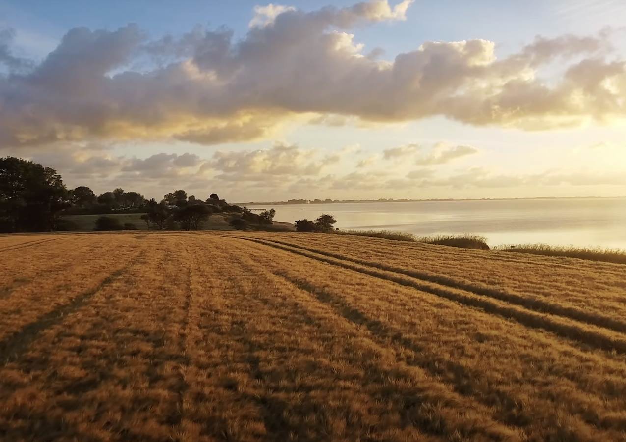 psenica.jpg   psenica.jpg