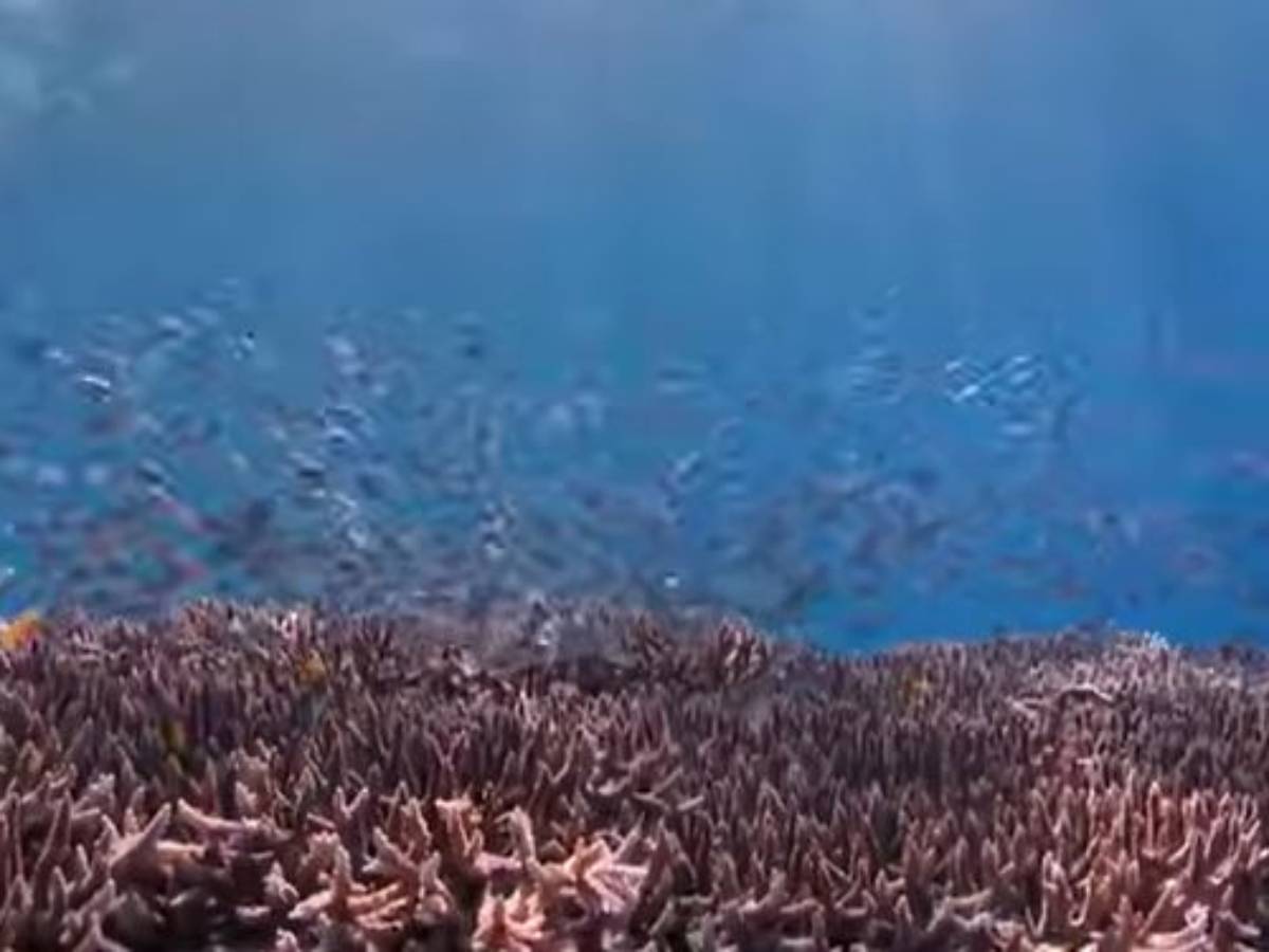 korali.jpg korali.jpg