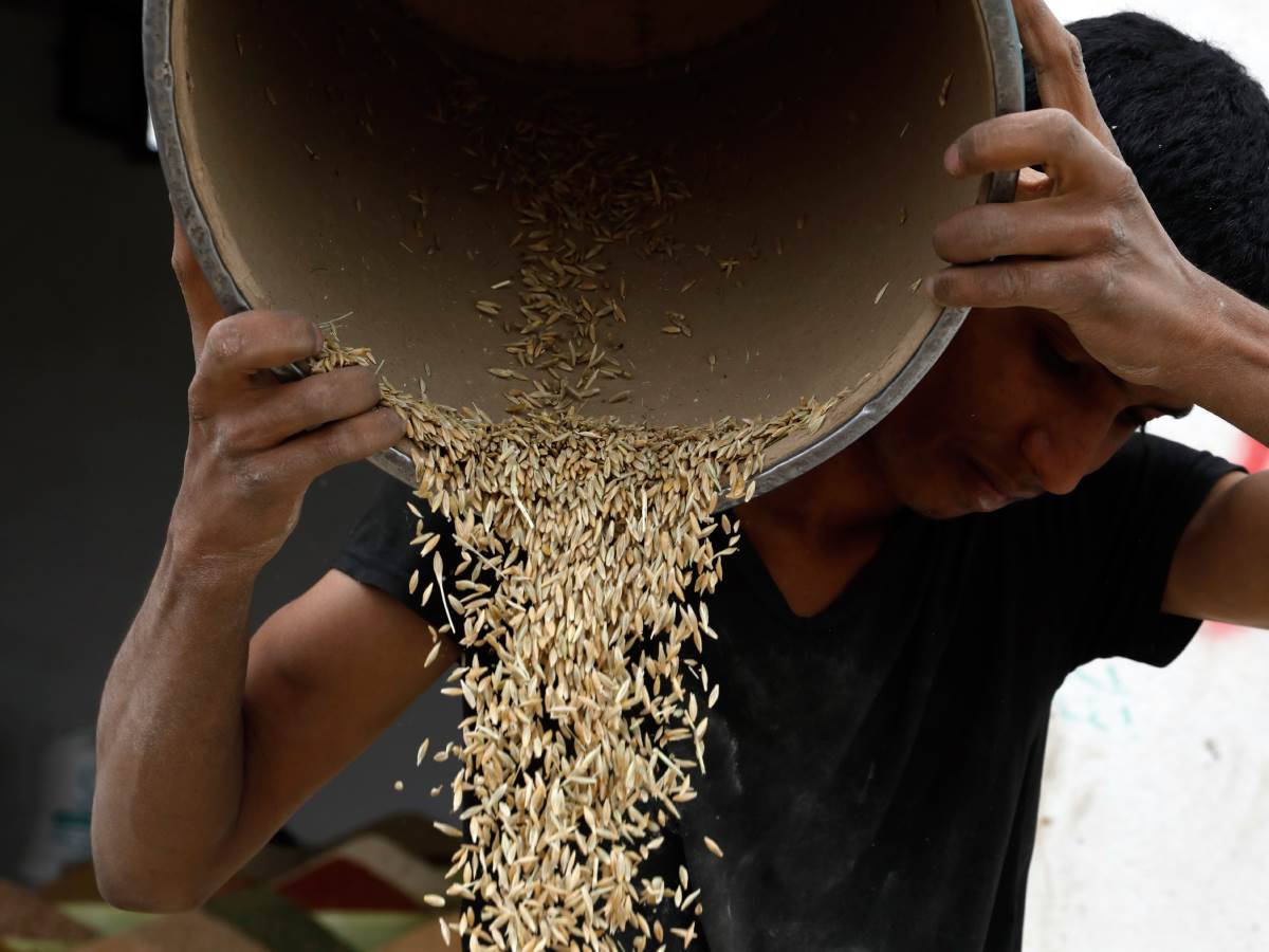 psenica.jpg   psenica.jpg