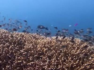 korali Australija.jpg 